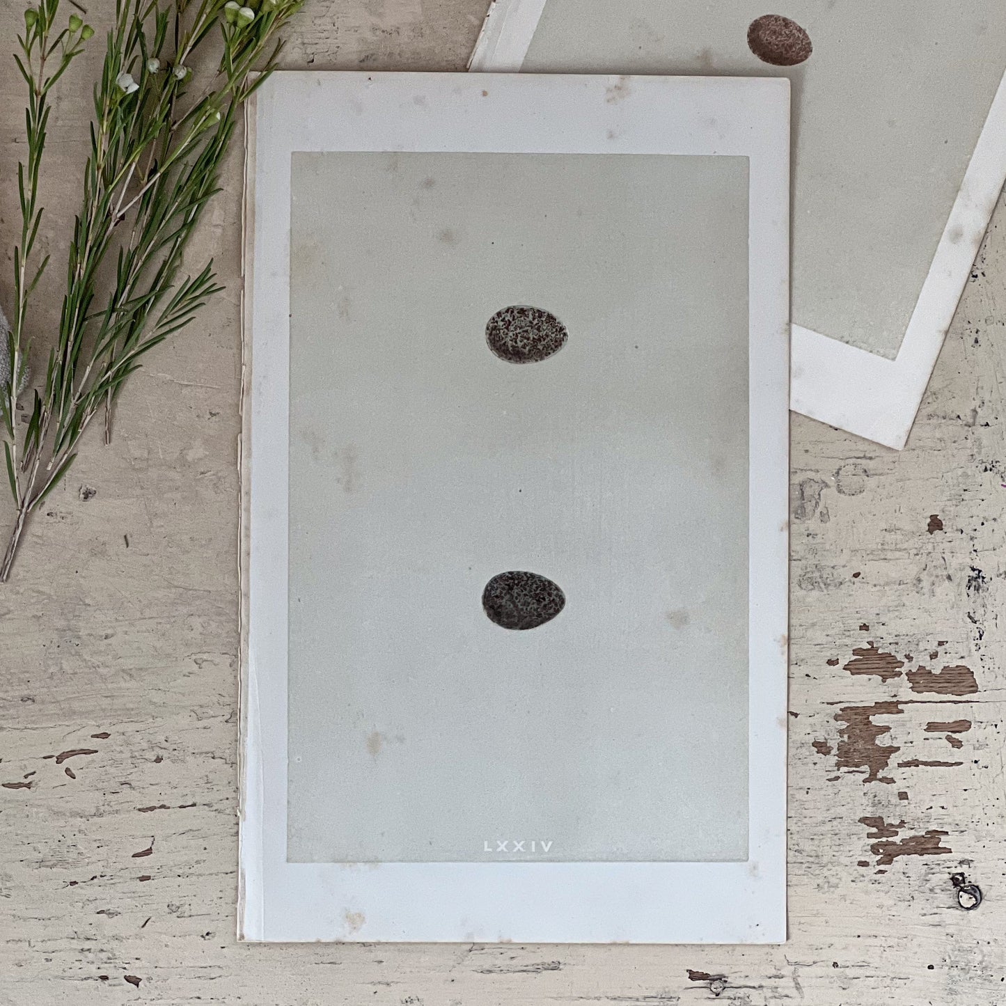 Antique Egg Bookplates