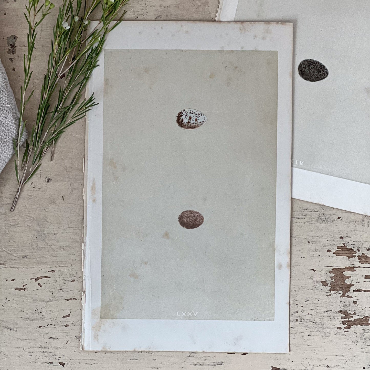 Antique Egg Bookplates