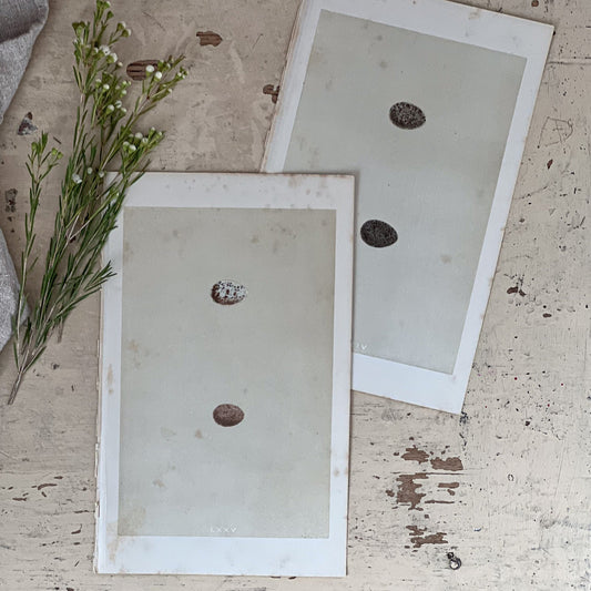 Antique Egg Bookplates
