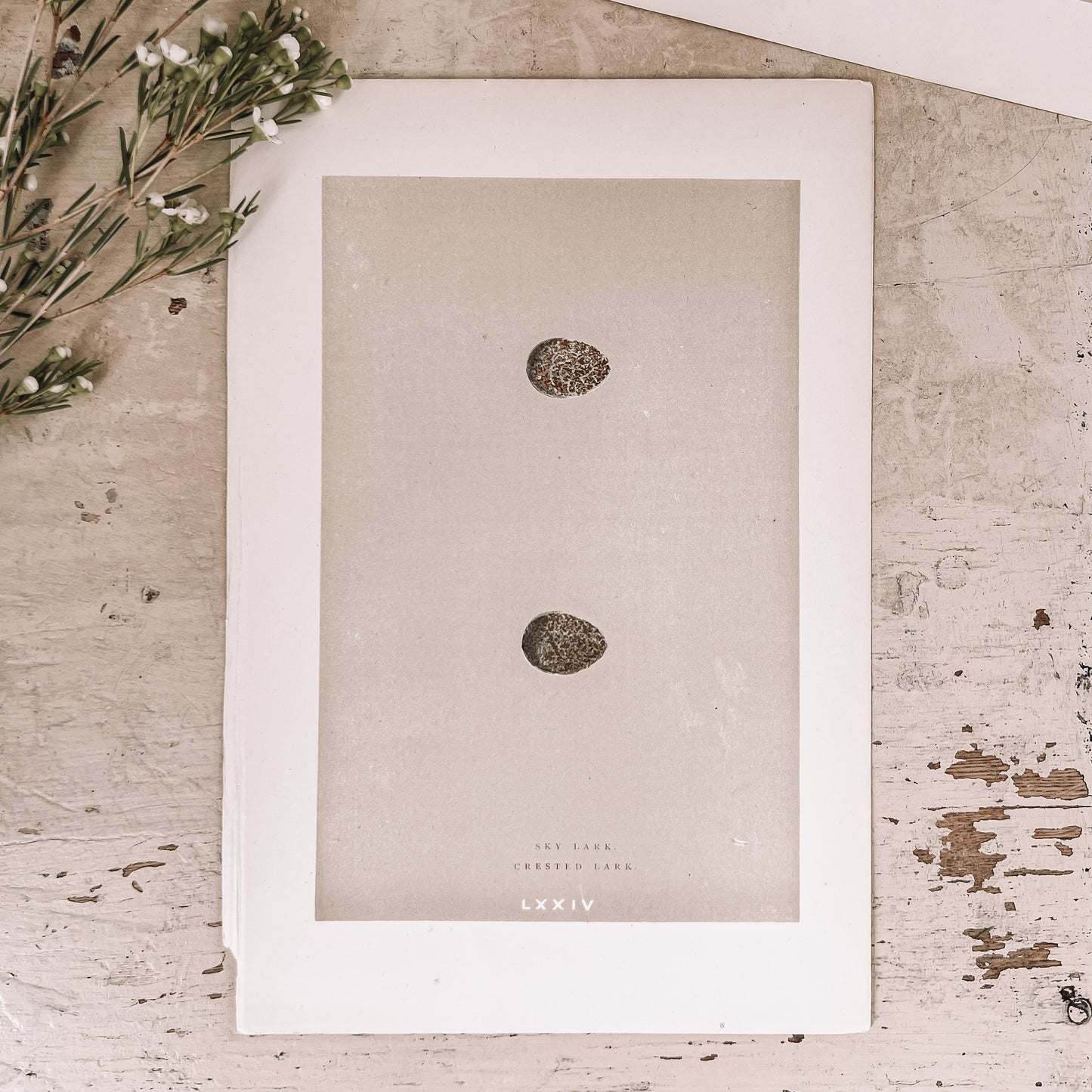 Antique Egg Bookplates