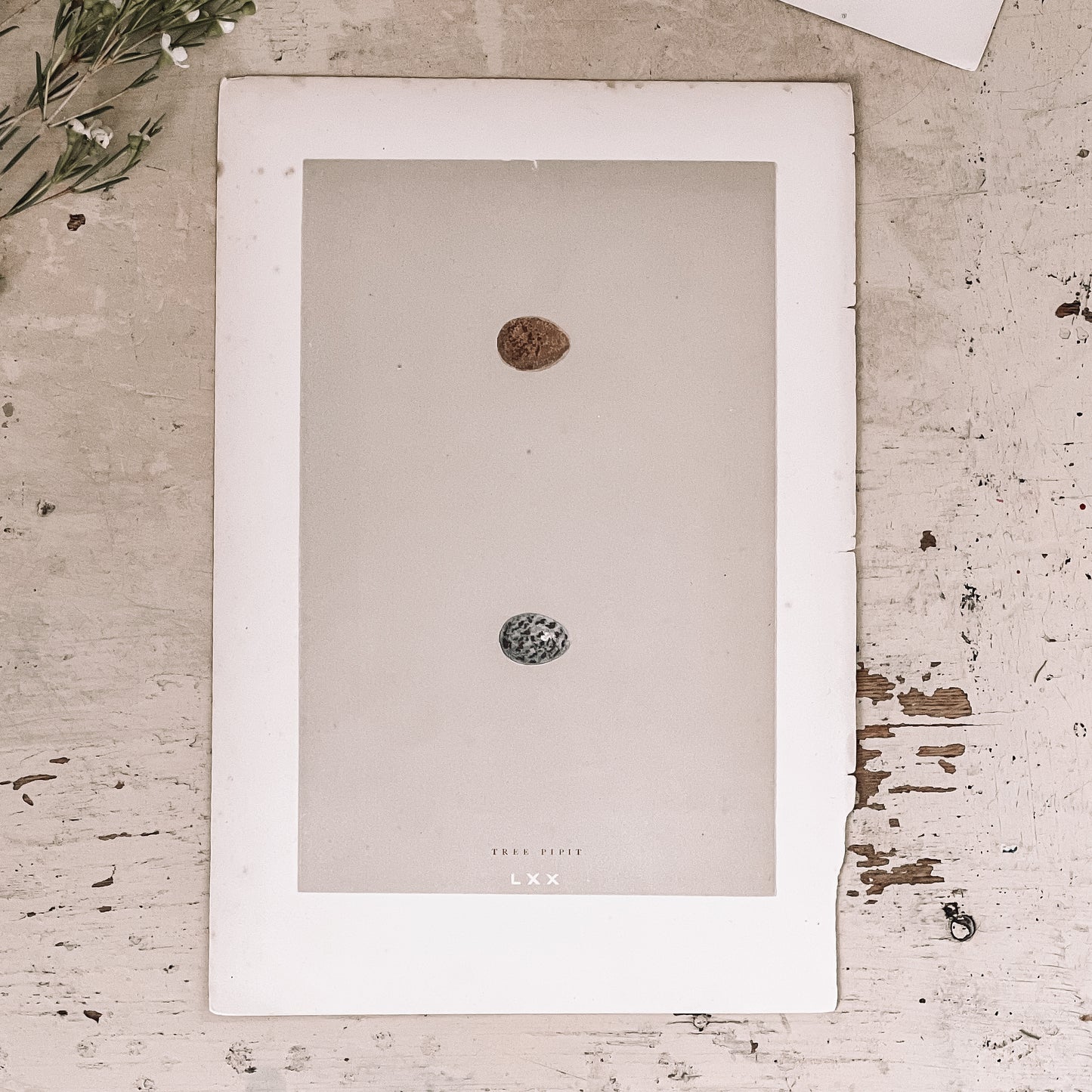 Antique Egg Bookplates
