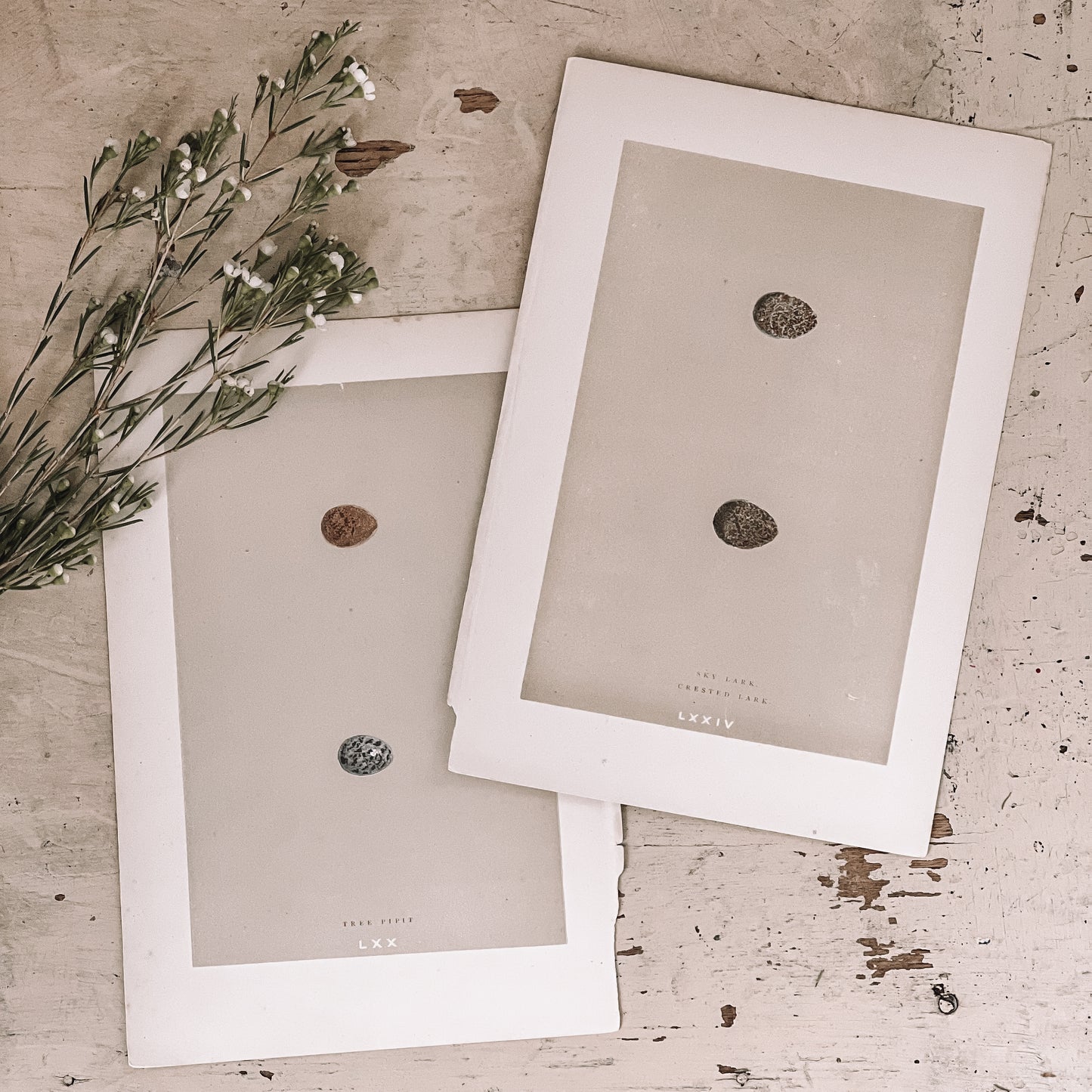 Antique Egg Bookplates